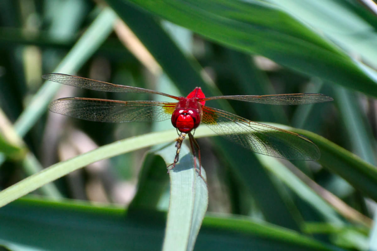 libellula da identificare